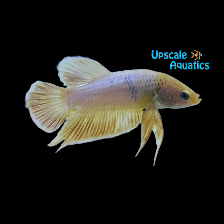 Yellow Hellboy Plakat Betta - Male (Betta splendens)