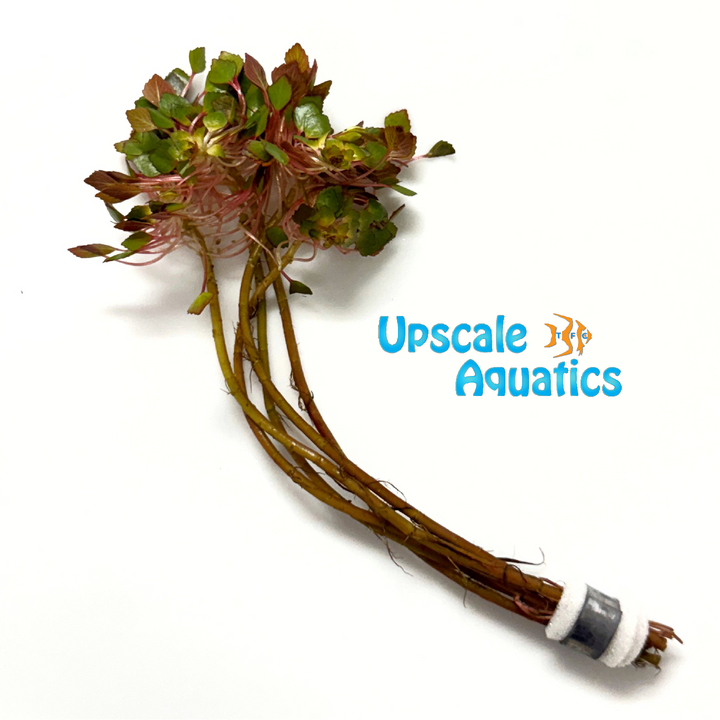 Mosaic Floating Plant (Ludwigia sedioides)