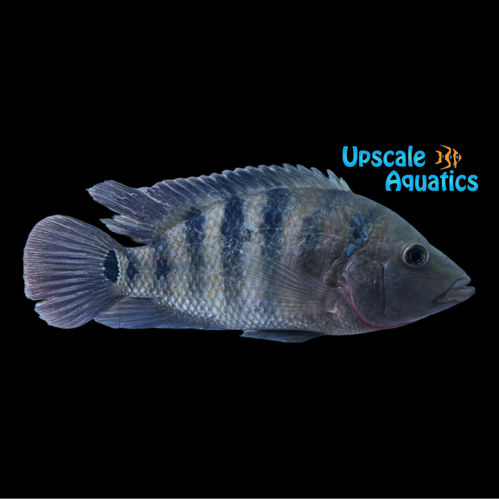 Mayan Red Terror Cichlid (Amphilophus urophthalmus)