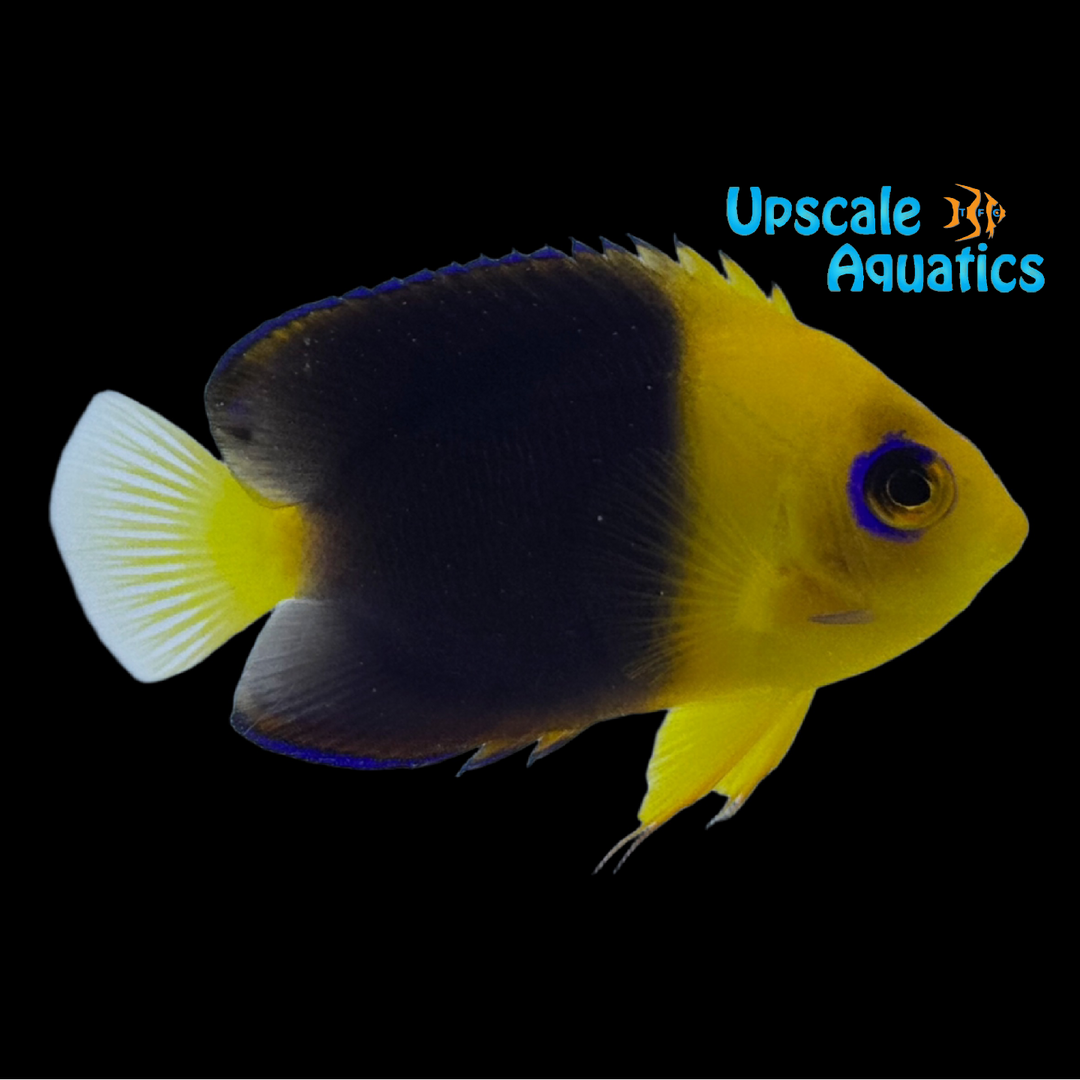 Joculator Angelfish (Centropyge joculator)