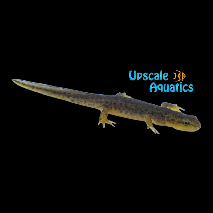 California Newt (Taricha torosa)