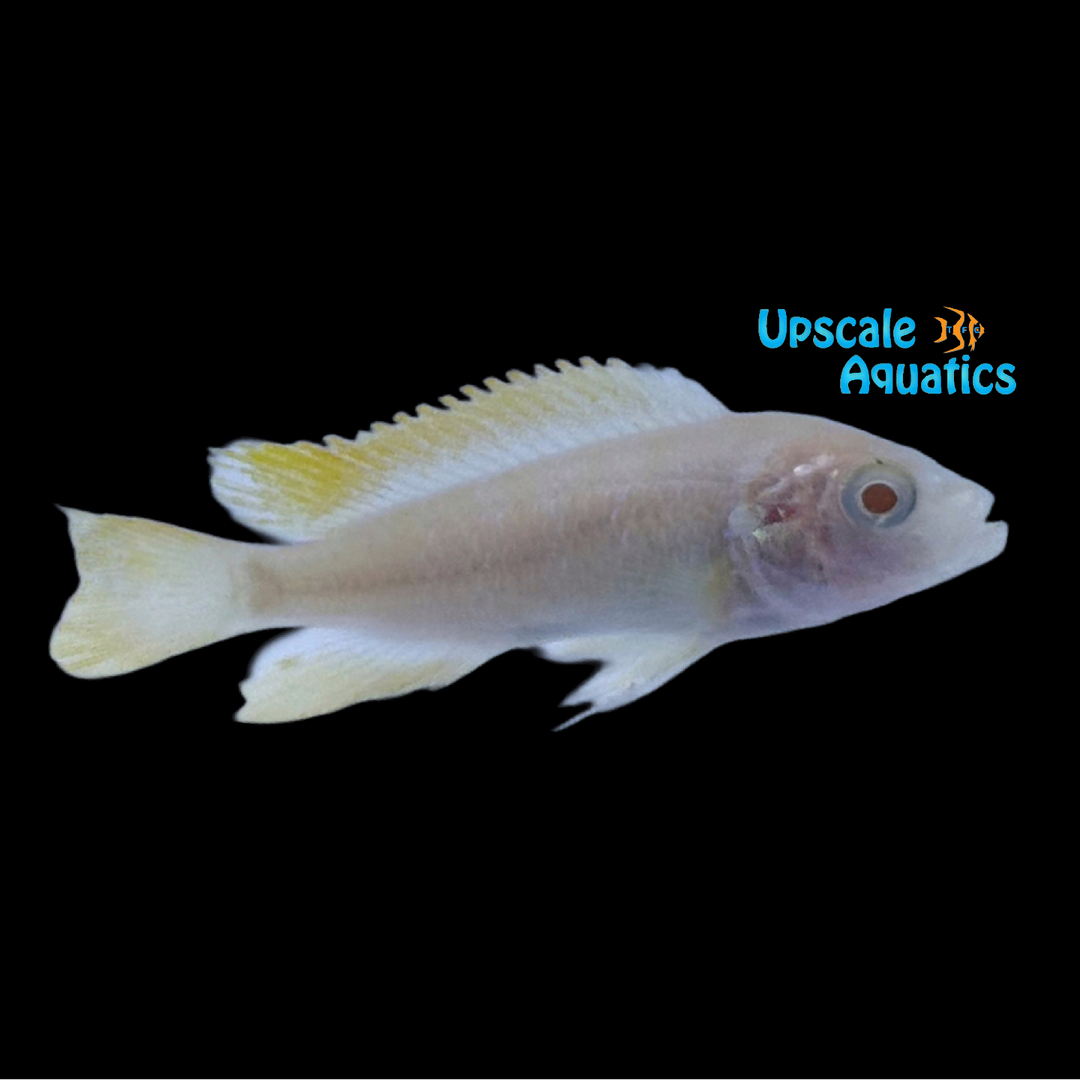 Albino Ice Blue Red Top Zebra Cichlid (Maylandia greshakei)