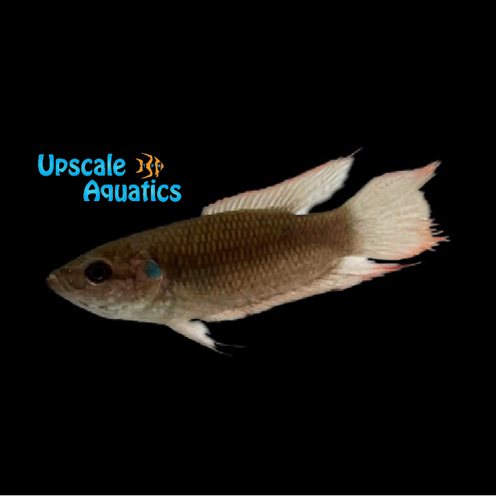 Hong Kong Paradise Fish- Wild (Macropodus hongkongensis)