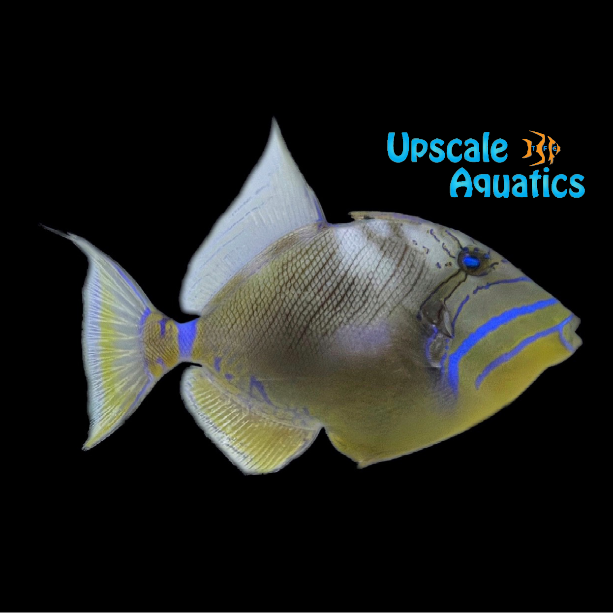 Queen Trigger (Balistes vetula) – Upscale Aquatics