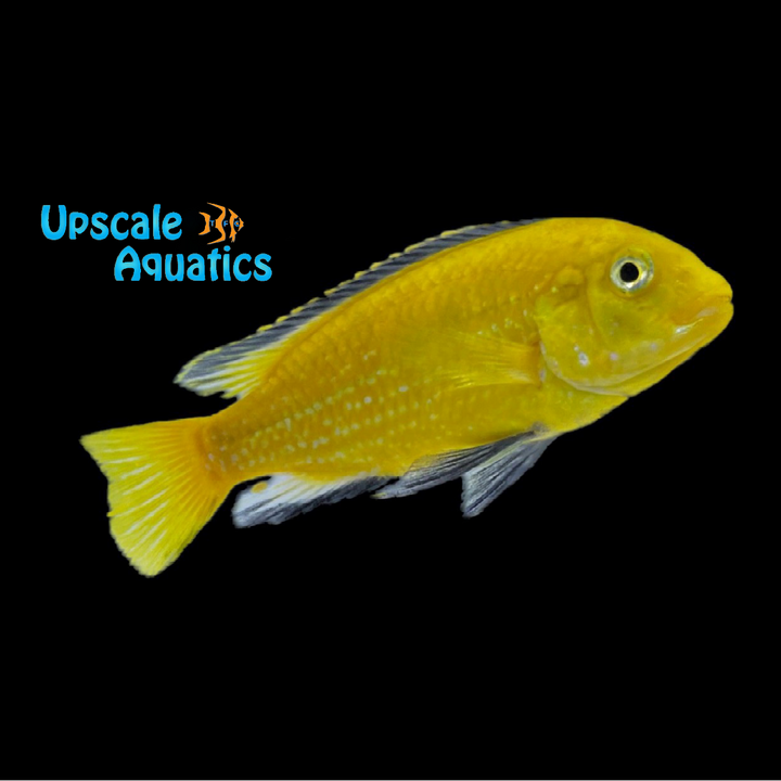 Yellow Lab Cichlid (Labidochromis caeruleus)