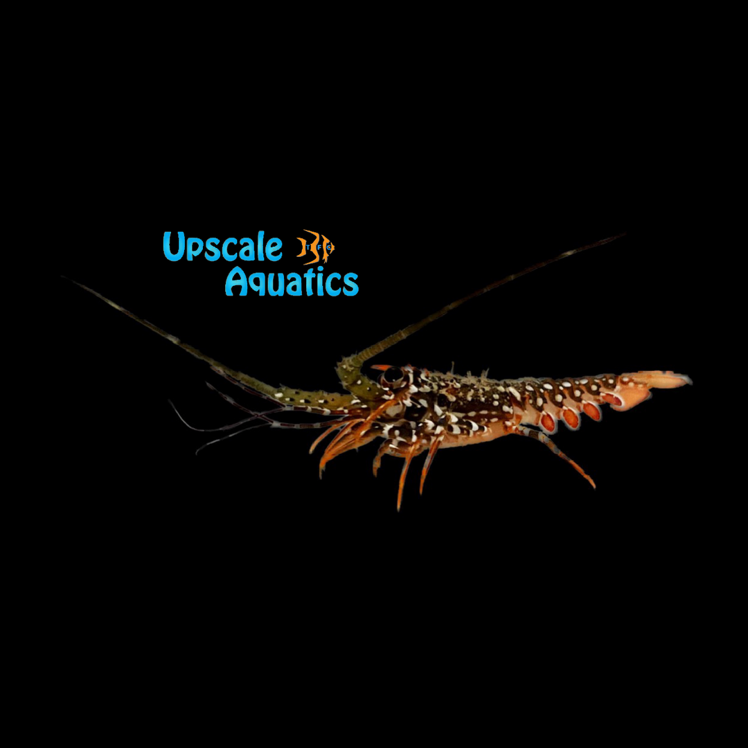 Spanish Lobster (Panulirus guttatus)