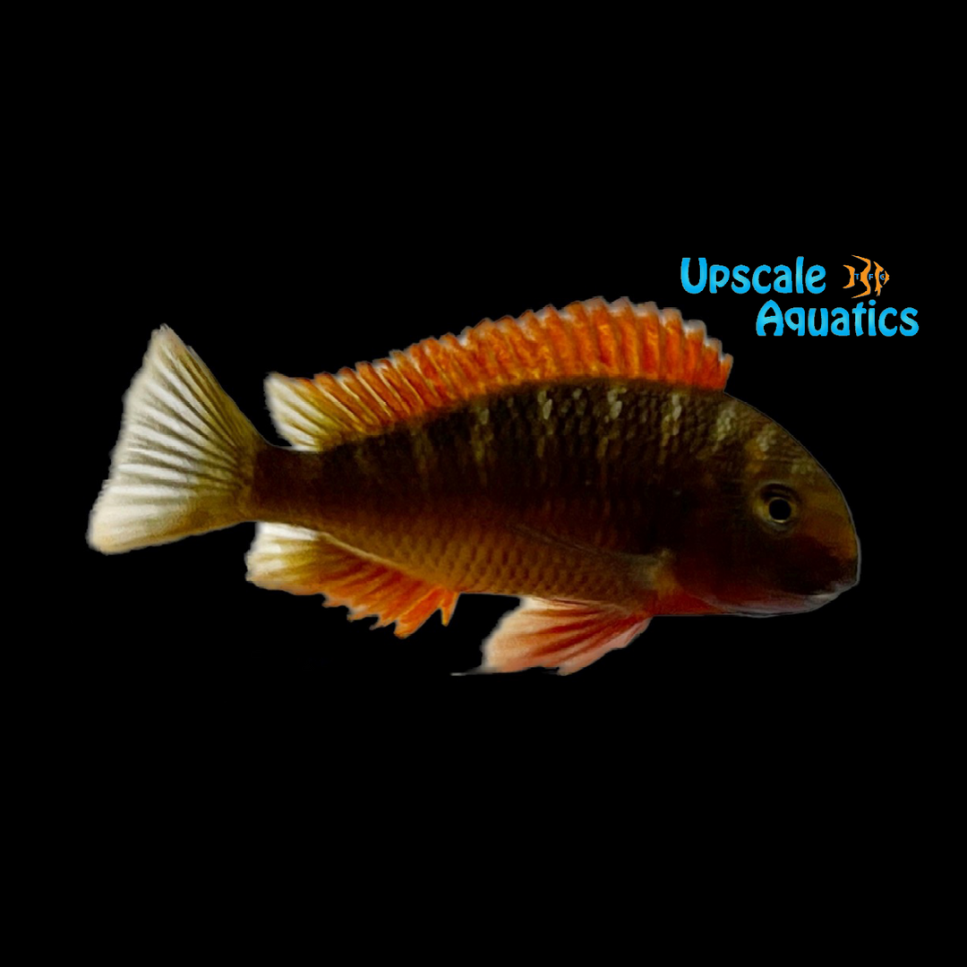 Red Chimba Tropheus (Tropheus moorii chimba red)