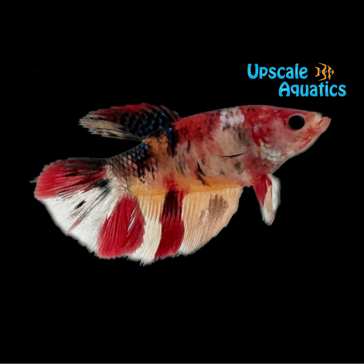 Longtail Koi Betta - Female (Betta splendens)