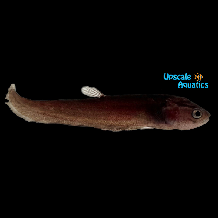 Congo Black Tiger Knifefish (Papyrocranus congoensis)