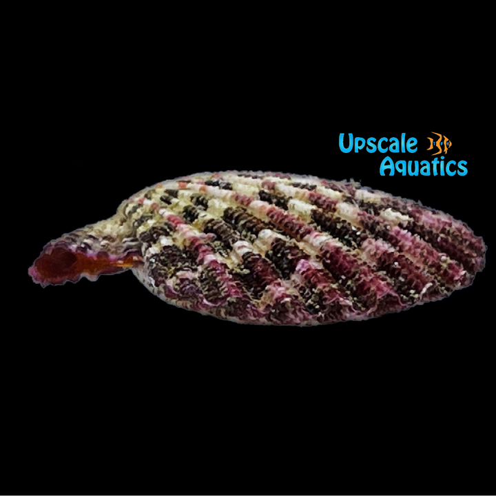 Purple Tiger Scallop (Gloriapallium pallium)