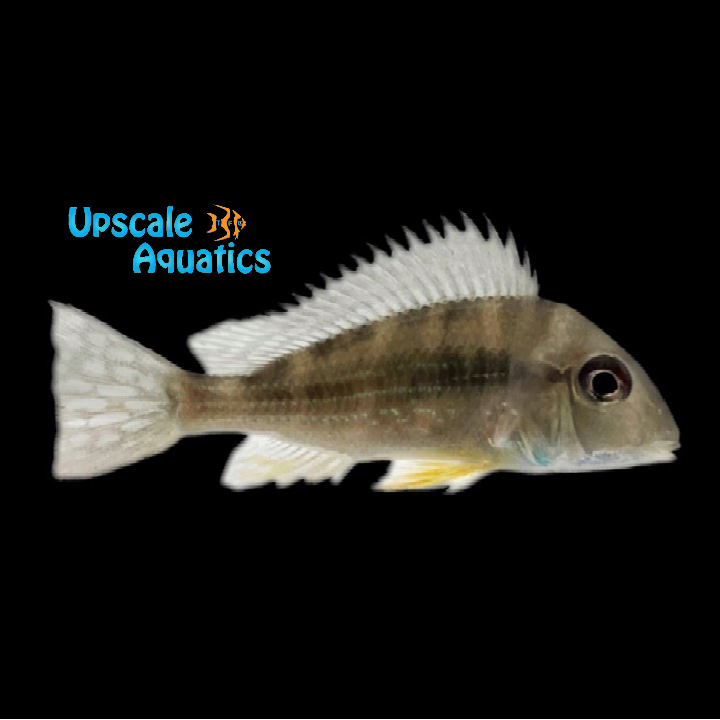 Geophagus Abalios