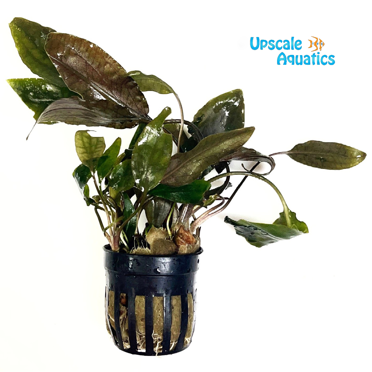 Blassii Crypt. (Cryptocoryne blassii) – Upscale Aquatics