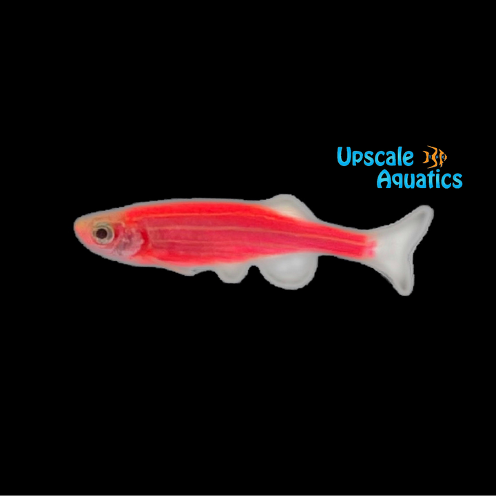 Neon Pink Rainbow Zebra Danio (Danio rerio)