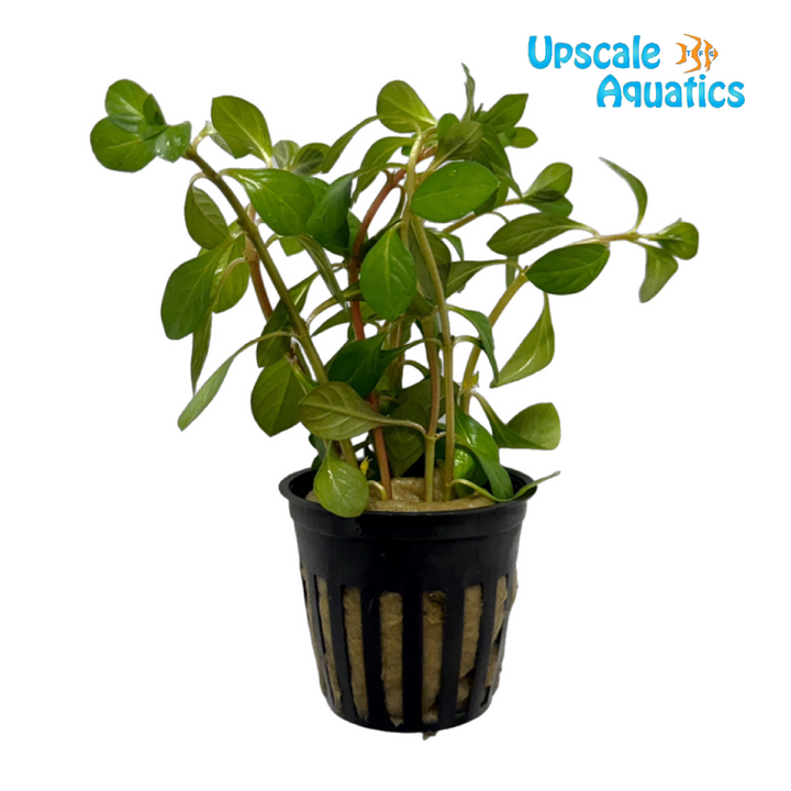 Dark Orange Ludwigia Inclinata (Ludwig inclinata dark orange)