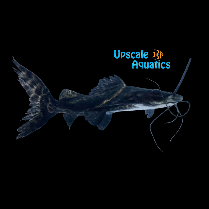 Sailfin Pim Catfish (Leiarus pictus)
