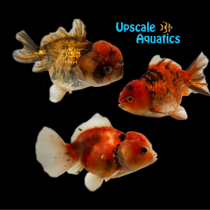 Yuanbao Goldfish (Carassius auratus)