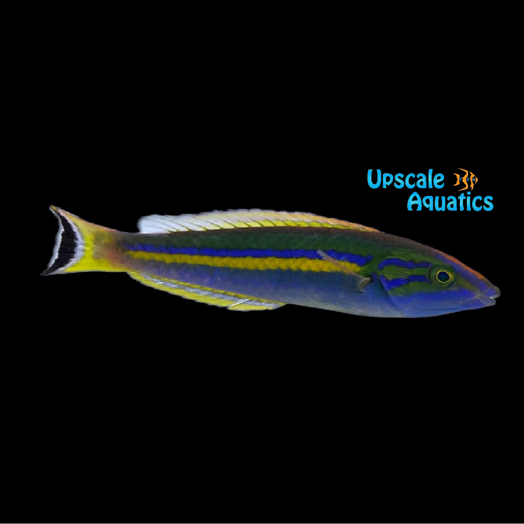 Candy Pencil Wrasse (Pseudojuloides cerasinus)