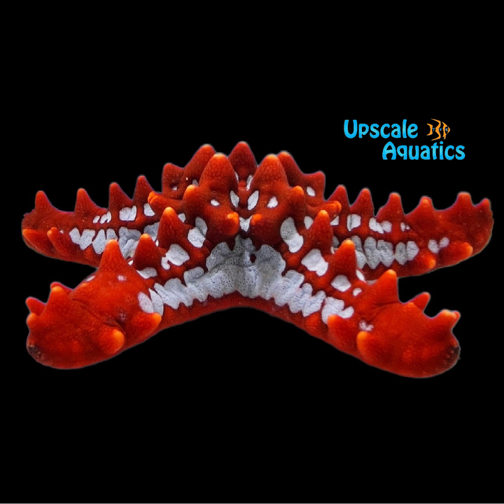African Crimson Knobbed Starfish (Protoreaster linckii)