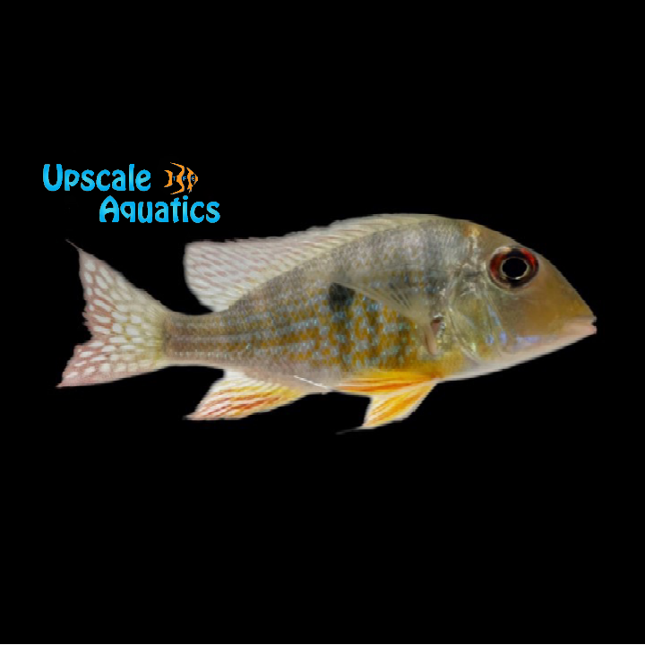 Gold Caqueta Geophagus (Geophagus sp. Rio Caqueta)