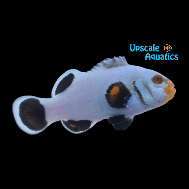 Onyx Platinum Clownfish (Amphiprion percula)
