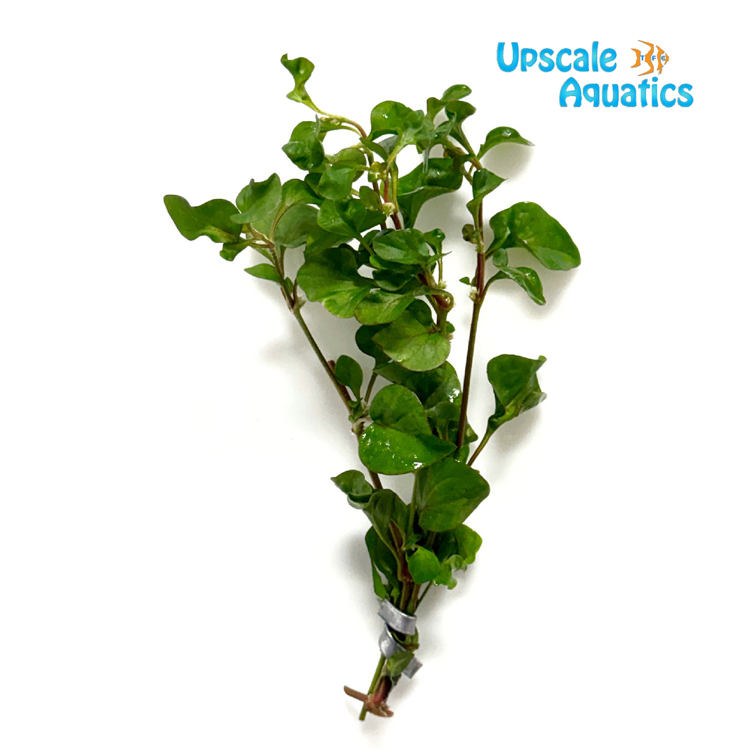 Florida Ruffle Plant (Alternanthera sp.)