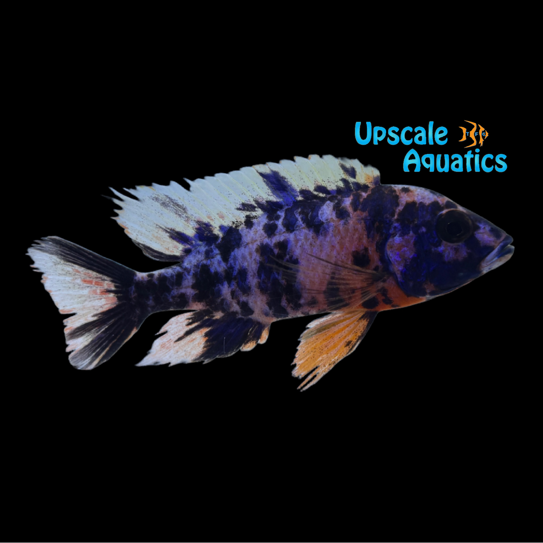 Blueberry OB Peacock (Aulonocara sp ob blueberry)