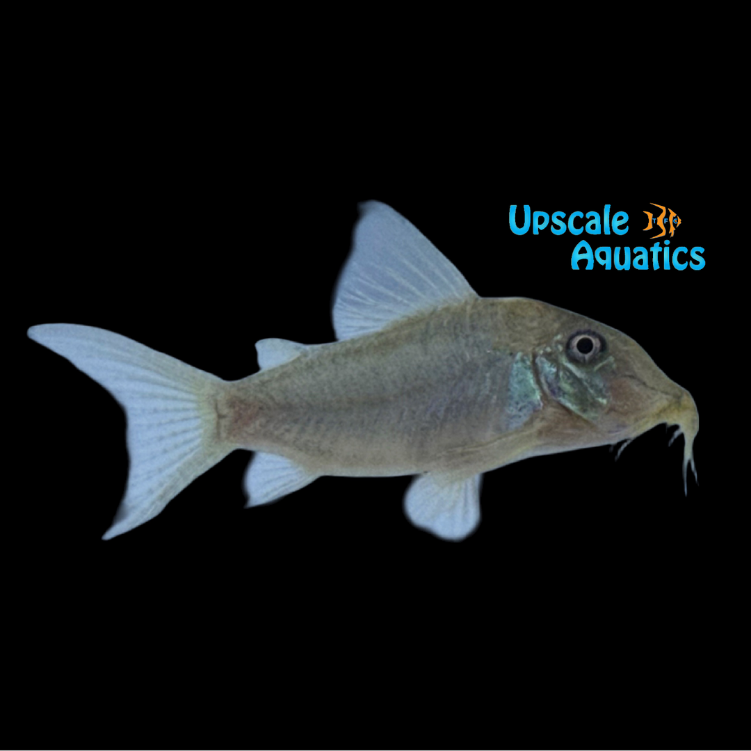 Caramater Cory (Corydoras caramater CW083)
