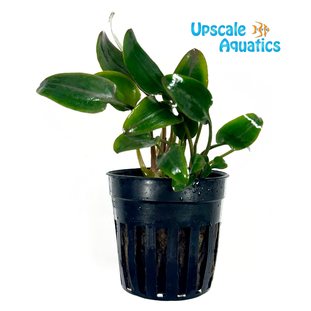 Cryptocoryne Undulata Red