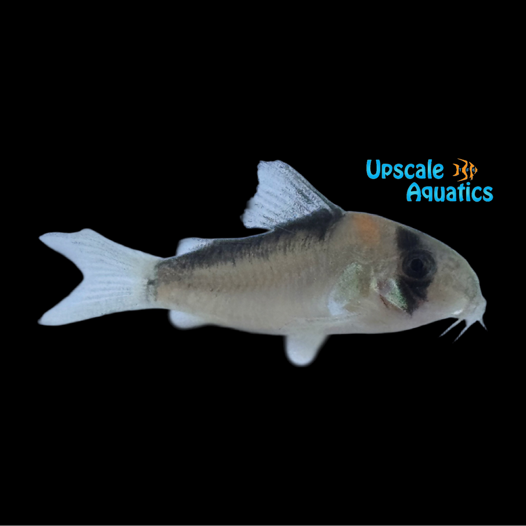 Adolfoi Cory - Captive Bred (Corydoras adolfoi)