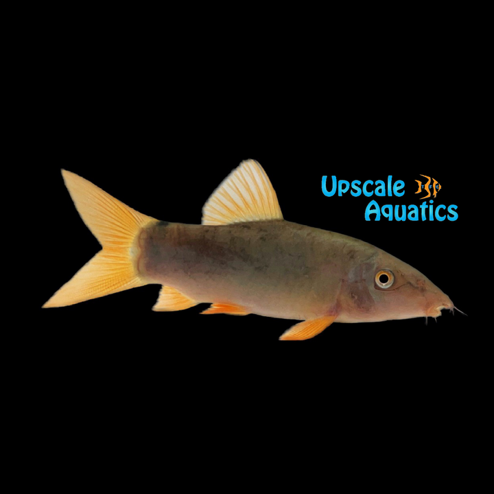 Redtail Blue Loach (Yasuhikotakia modesta)