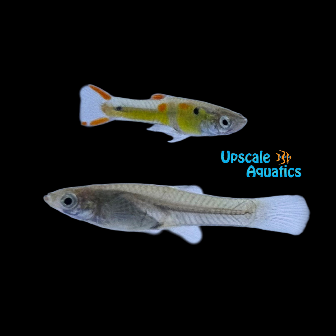 Cumana Green Hornet Endler's Livebearer (Poecilia wingei)