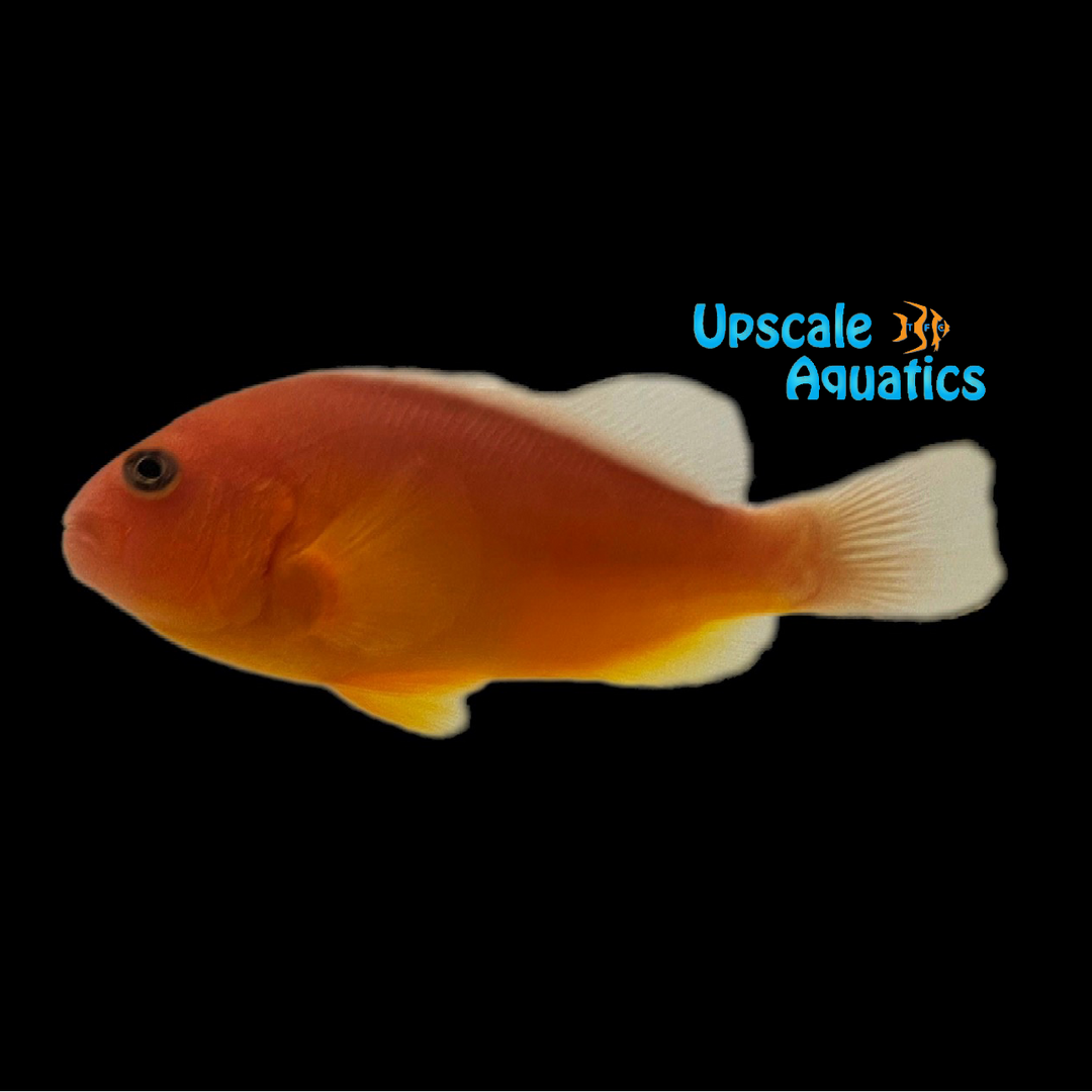 Indian Ocean Skunk Clownfish - Wild (Amphiprion akallopisos)