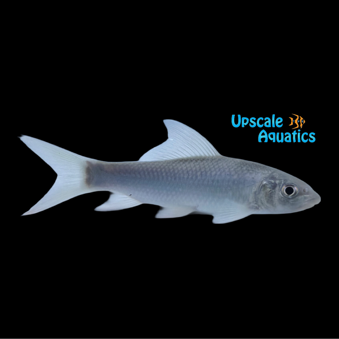 Humphead Dolphin Barb (Incisilabeo behri)
