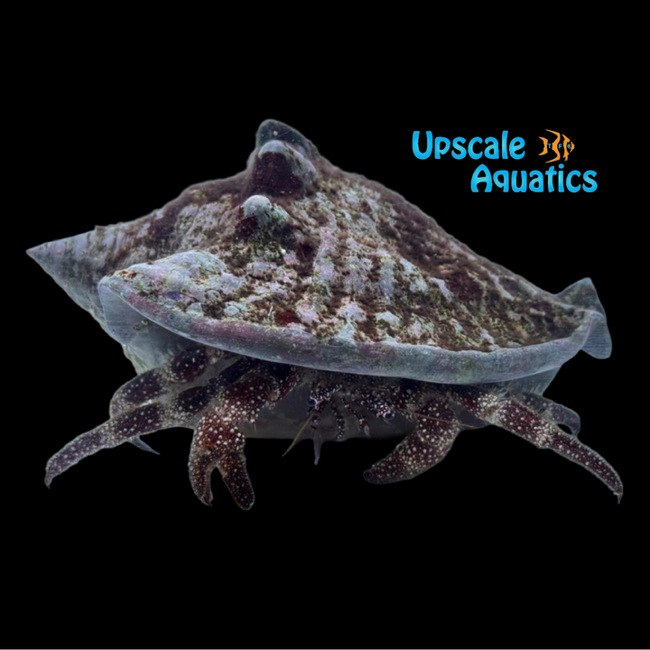 White Speckled Hermit Crab (Paguristes puncticeps)