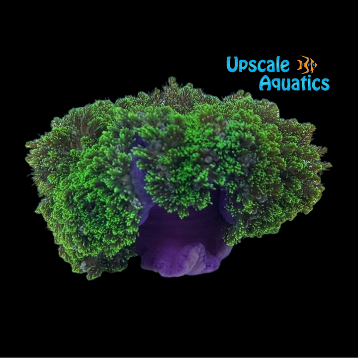 Tongan Frilly Carpet Anemone (Stichodactyla sp. hemprich)