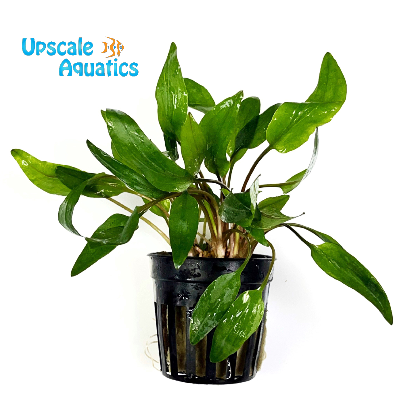 Petchii Crypt. (Cryptocoryne petchii) – Upscale Aquatics