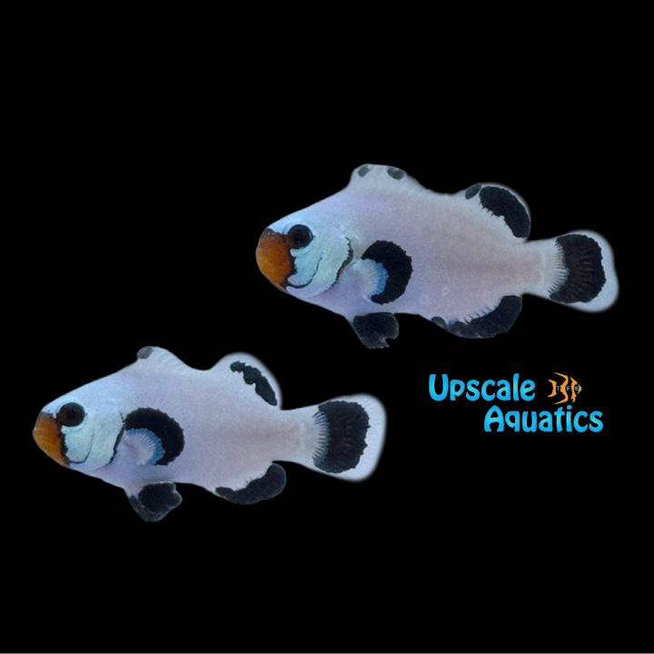 Absolute Zero Frostbite Clownfish (Amphiprion ocellaris)