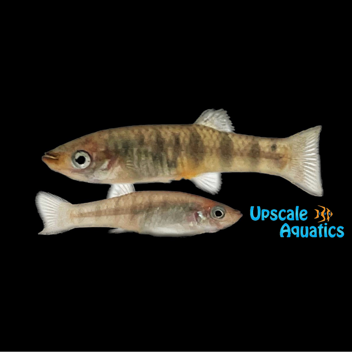 Tiger Limia (Limia islai 'Tiger' Lake Miragoane)