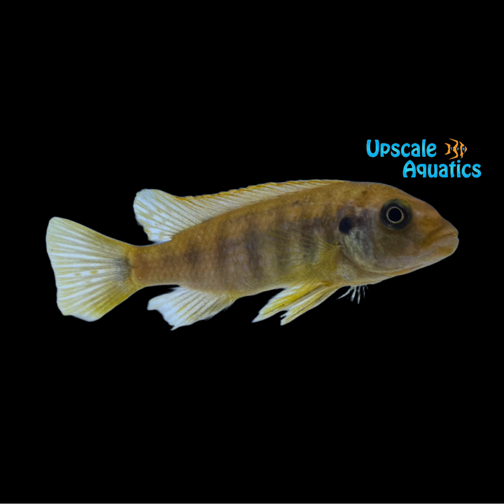 Nkhata Orange Cichlid (Petrotilapia microgalana 'Nkhata Orange')