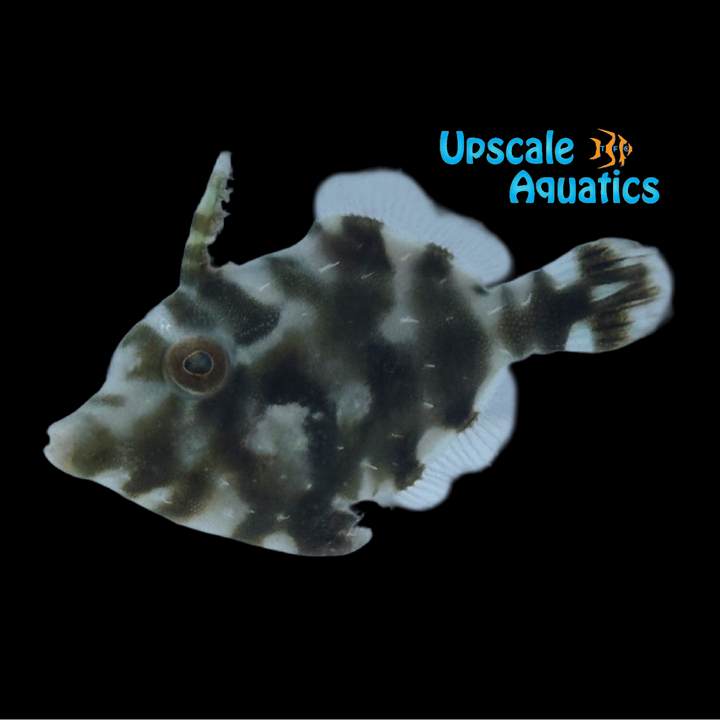 Aiptasia Eating Filefish - Captive Bred (Acreichthys tomentosus)