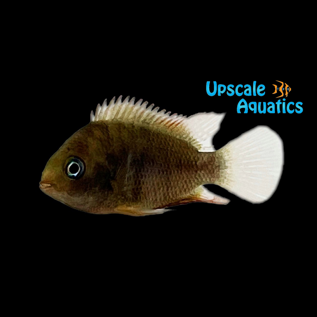 T-Bar Cichlid (Amatitlania sajica)