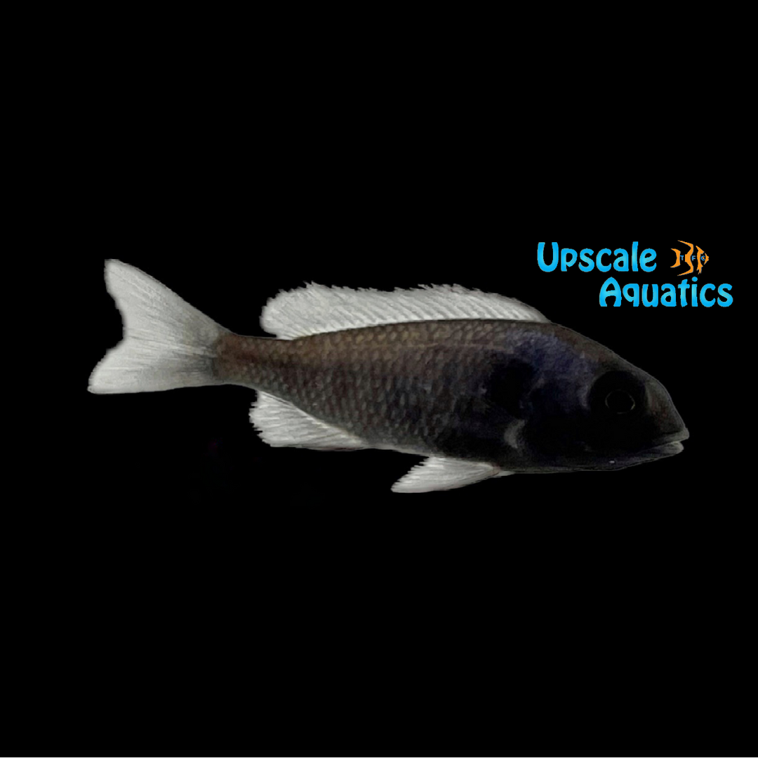 Gissel Cichlid (Placidochromis sp. phenochilus gissel)