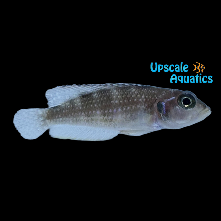 Lamprologus Stappersi