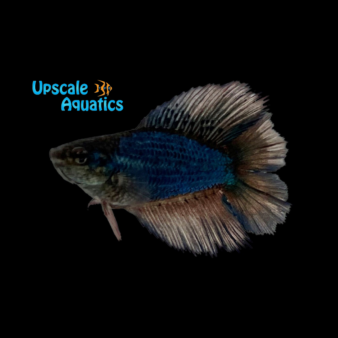 Twintail Halfmoon Betta - Female (Betta splendens)