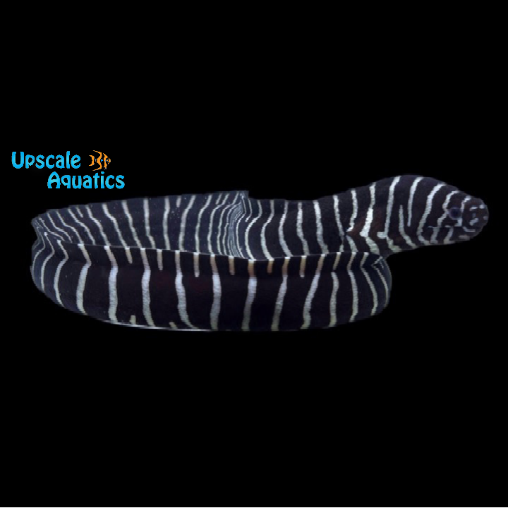 Zebra Moray Eel (Gymnomuraena zebra)