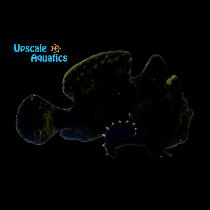 Black Angler (Antennarius nummifer)