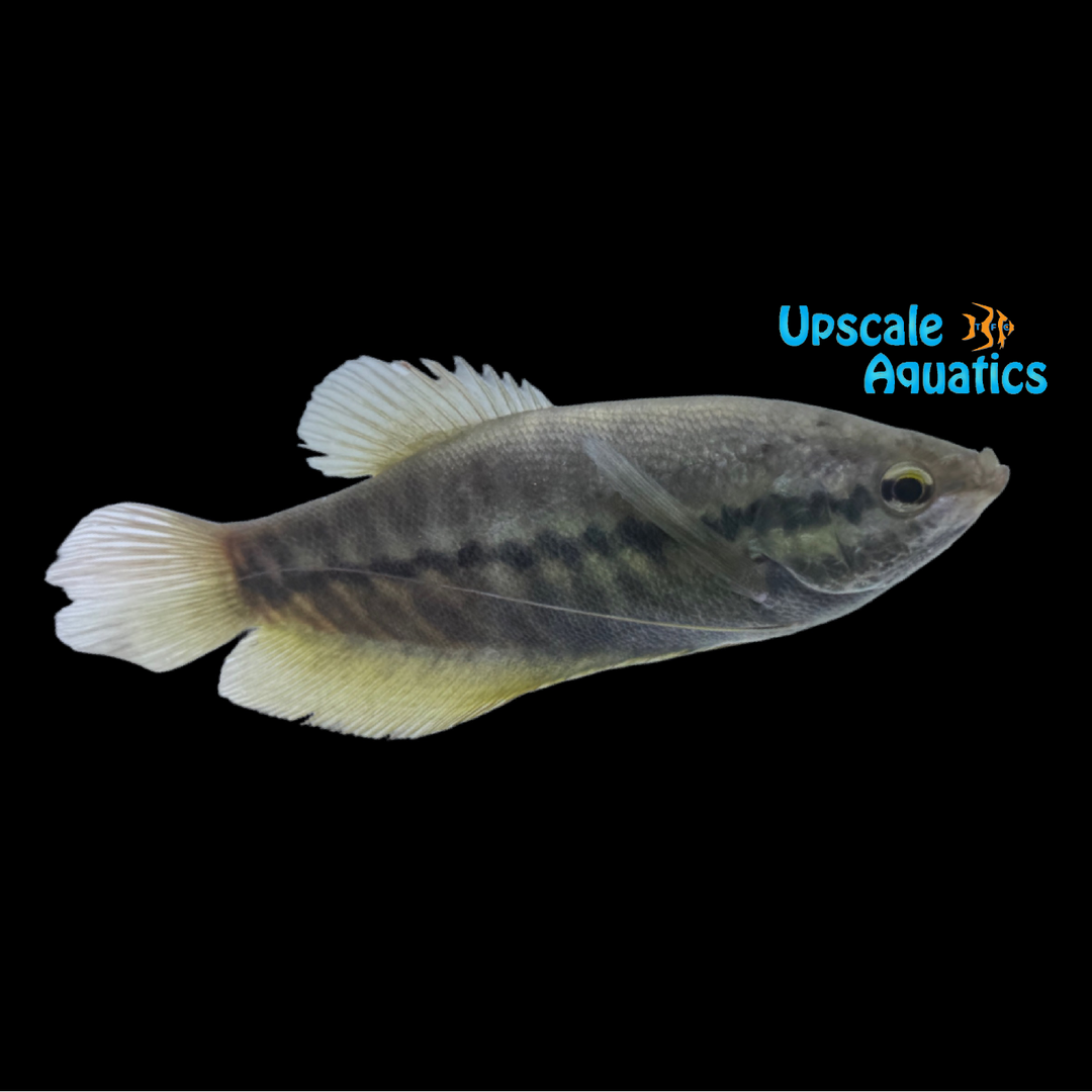 Snakeskin Gourami (Trichopodus pectoralis)