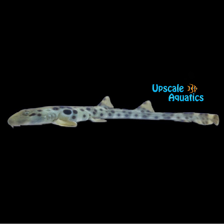 Papuan Epaulette Shark (Hemiscyllium hallstromi)