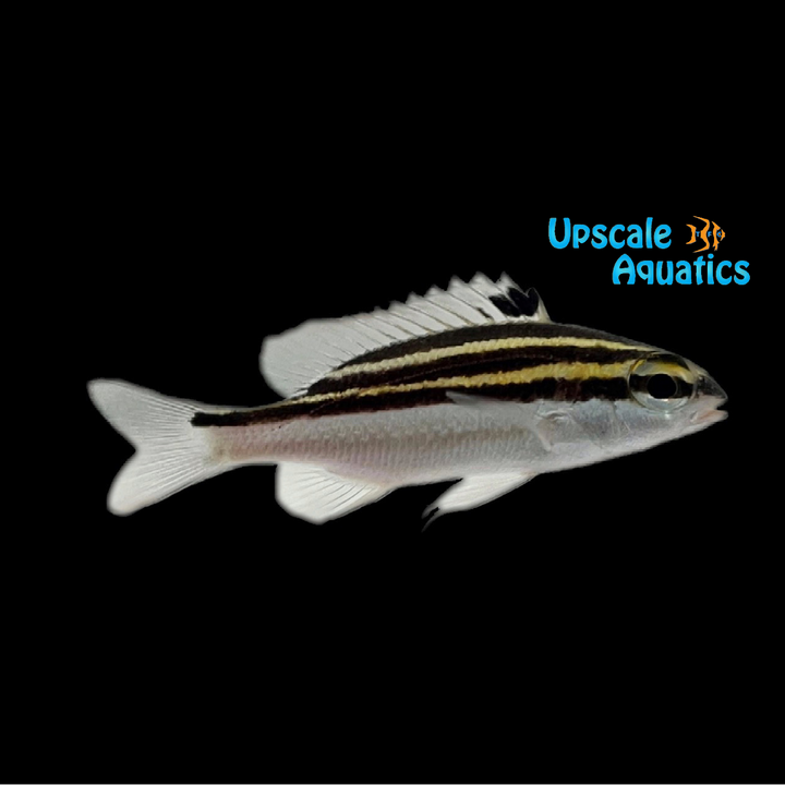 Two Lined Monocle Bream (Scolopsis bilineata)