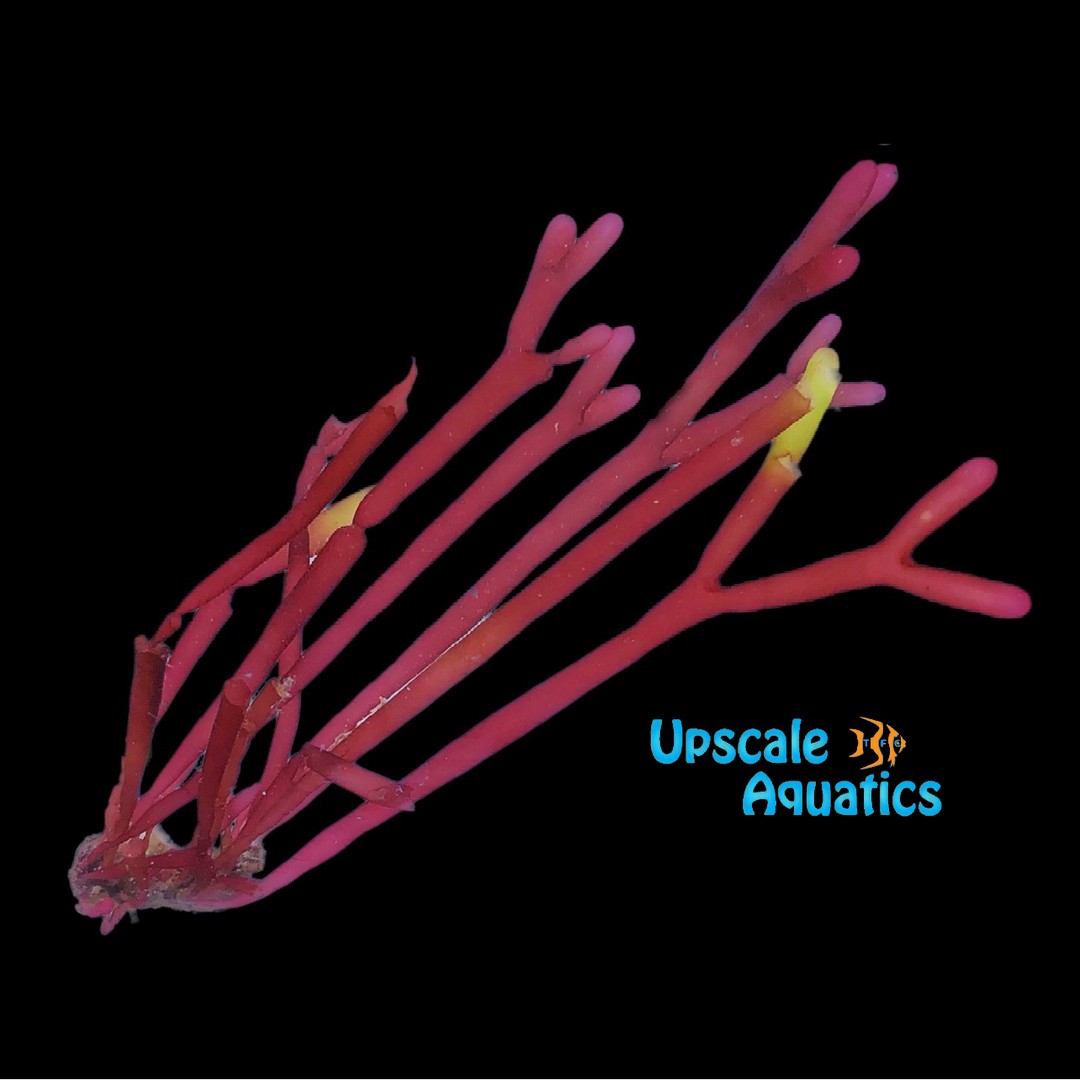 Red Bamboo Macroalgae (Solieria sp.)